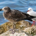 Goéland austral Larus pacificus - Pacific Gull et Mouette argentée Chroicocephalus novaehollandiae - Silver Gull