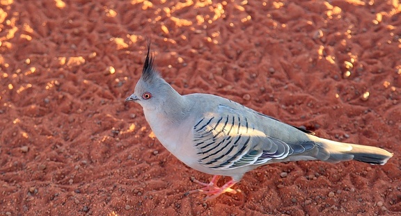 Colombine longup Ocyphaps lophotes - Crested Pigeon