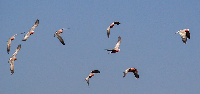 Cacatoès rosalbin Eolophus roseicapilla - Galah