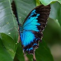 Mariposa (papillon Ulysse Ulysse) Papylio