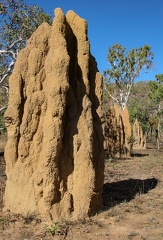 termitière