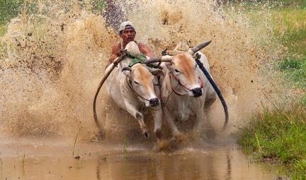 sumatra - bukit tinggi - course de taureaux