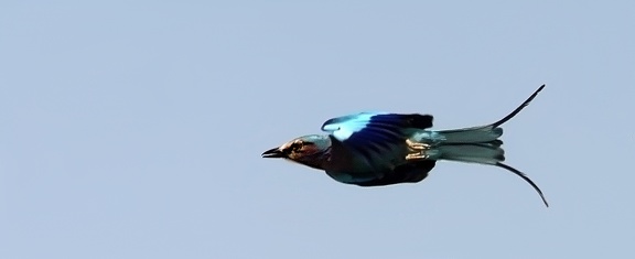  Rollier d'Abyssinie Coracias abyssinicus - Abyssinian Roller