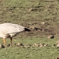 Oie à tête barrée Anser indicus - Bar-headed Goose
