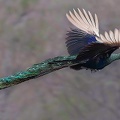 Paon spicifère Pavo muticus - Green Peafowl