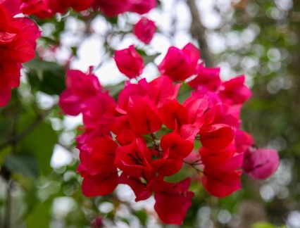 bougainvilliers