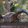 Écureuil roux (Sciurus stramineus)