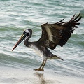  Pélican brun Pelecanus occidentalis - Brown Pelican