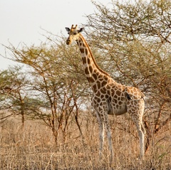 Girafes de Kordofan (Giraffa camelopardalis antiquorum)
