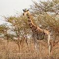 Girafes de Kordofan (Giraffa camelopardalis antiquorum)