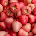 Jambosier rouge - pomme d'eau