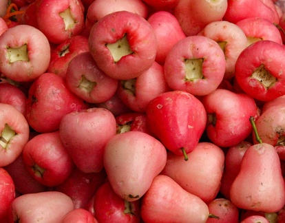 Jambosier rouge - pomme d'eau