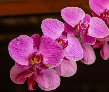 orchidée : Doritaenopsis