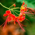 Caesalpinia pulcherrima  Fleur de paon, Flamboyant, Petit Flamboyant, Orgueil de Chine