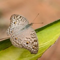 Anartia jatrophae