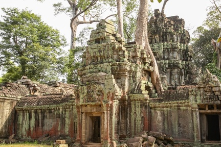 Angkor Ta Prohm: envahissement par la végétation