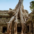 Angkor Ta Prohm: envahissement par la végétation