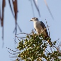 Carpophage de Pickering Ducula pickeringii - Grey Imperial Pigeon