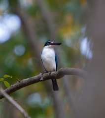 Martin-chasseur forestier Todiramphus macleayii - Forest Kingfisher
