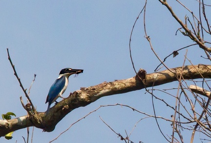 Martin-chasseur forestier Todiramphus macleayii - Forest Kingfisher