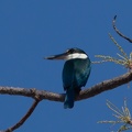  Martin-chasseur forestier Todiramphus macleayii - Forest Kingfisher