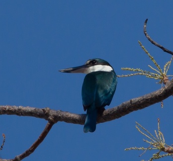  Martin-chasseur forestier Todiramphus macleayii - Forest Kingfisher