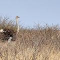 kalahari : Autruche d'Afrique Struthio camelus - Common Ostrich