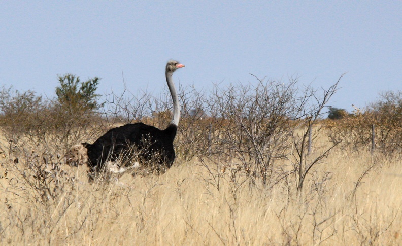 kalahari : Autruche d'Afrique Struthio camelus - Common Ostrich