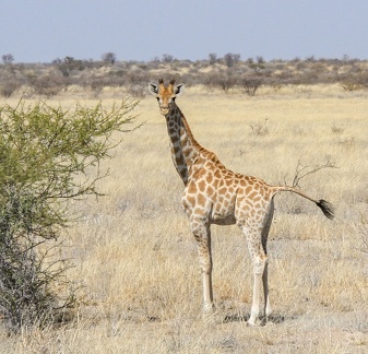 kalahari : girafe du sud (giraffa giraffa)