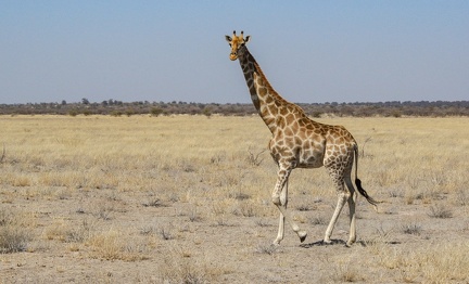 kalahari : girafe du sud (giraffa giraffa)