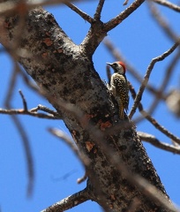 okavango : Pic cardinal Dendropicos fuscescens - Cardinal Woodpecker
