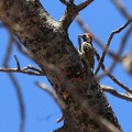 okavango : Pic cardinal Dendropicos fuscescens - Cardinal Woodpecker