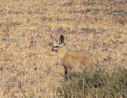 kalahari : Renard à oreilles de chauve-souris (Otocyon megalotis) Chien oreillard ou Otocyon