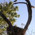 Ombrette africaine - Scopus umbretta - Hamerkop :  ombrette et son nid