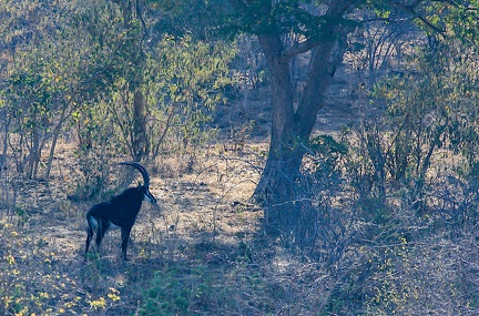 hippotrague noir (Hippotragus niger) ou Antilope noire