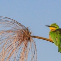 okavango : Guêpier nain Merops pusillus - Little Bee-eater