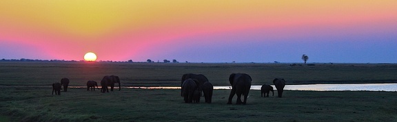 coucher de soleil avec les éléphants