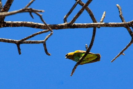okavango : Perroquet de Meyer Poicephalus meyeri - Meyer's Parrot