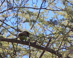 okavango : Perroquet de Meyer Poicephalus meyeri - Meyer's Parrot