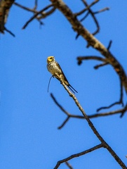 okavango : Hirondelle striée Cecropis abyssinica - Lesser Striped Swallow