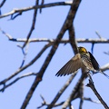  okavango : Hirondelle striée Cecropis abyssinica - Lesser Striped Swallow