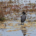 Aigrette ardoisée Egretta ardesiaca - Black Heron