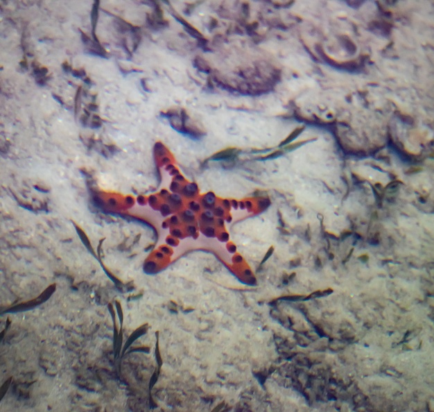 Étoile de mer à cornes - étoile à bosses, Protoreaster nodosus