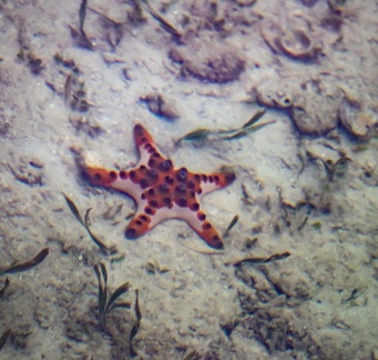 Étoile de mer à cornes - étoile à bosses, Protoreaster nodosus