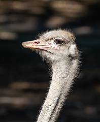 Autruche d'Afrique Struthio camelus - Common Ostrich