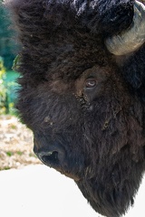 bison d'amérique