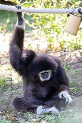 Gibbon à mains blanches (Hylobates lar), ou Gibbon lar