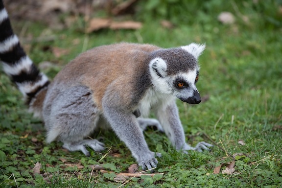 Lemur catta • Maki catta