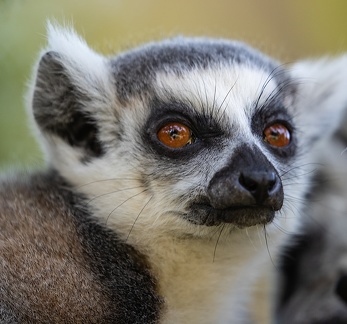 Lemur catta • Maki catta