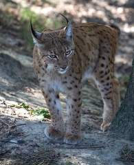 Lynx boréal (Lynx lynx),  Lynx d'Eurasie, Lynx commun, Loup-cervier, Lynx d'Europe